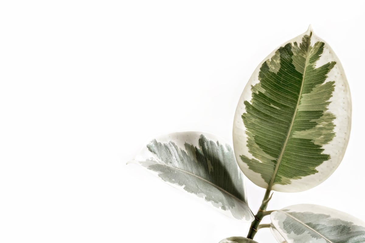 Leaf representing healing and growth