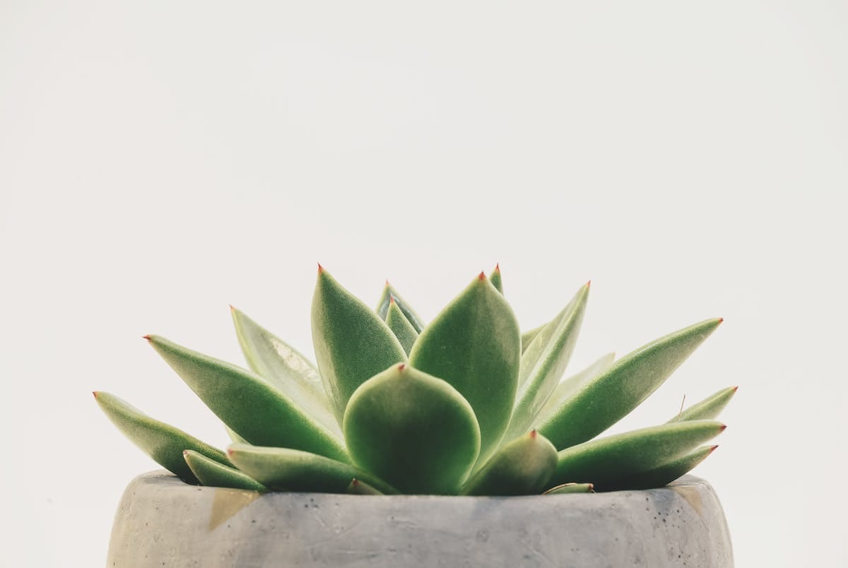 Succulent representing resilience and growth