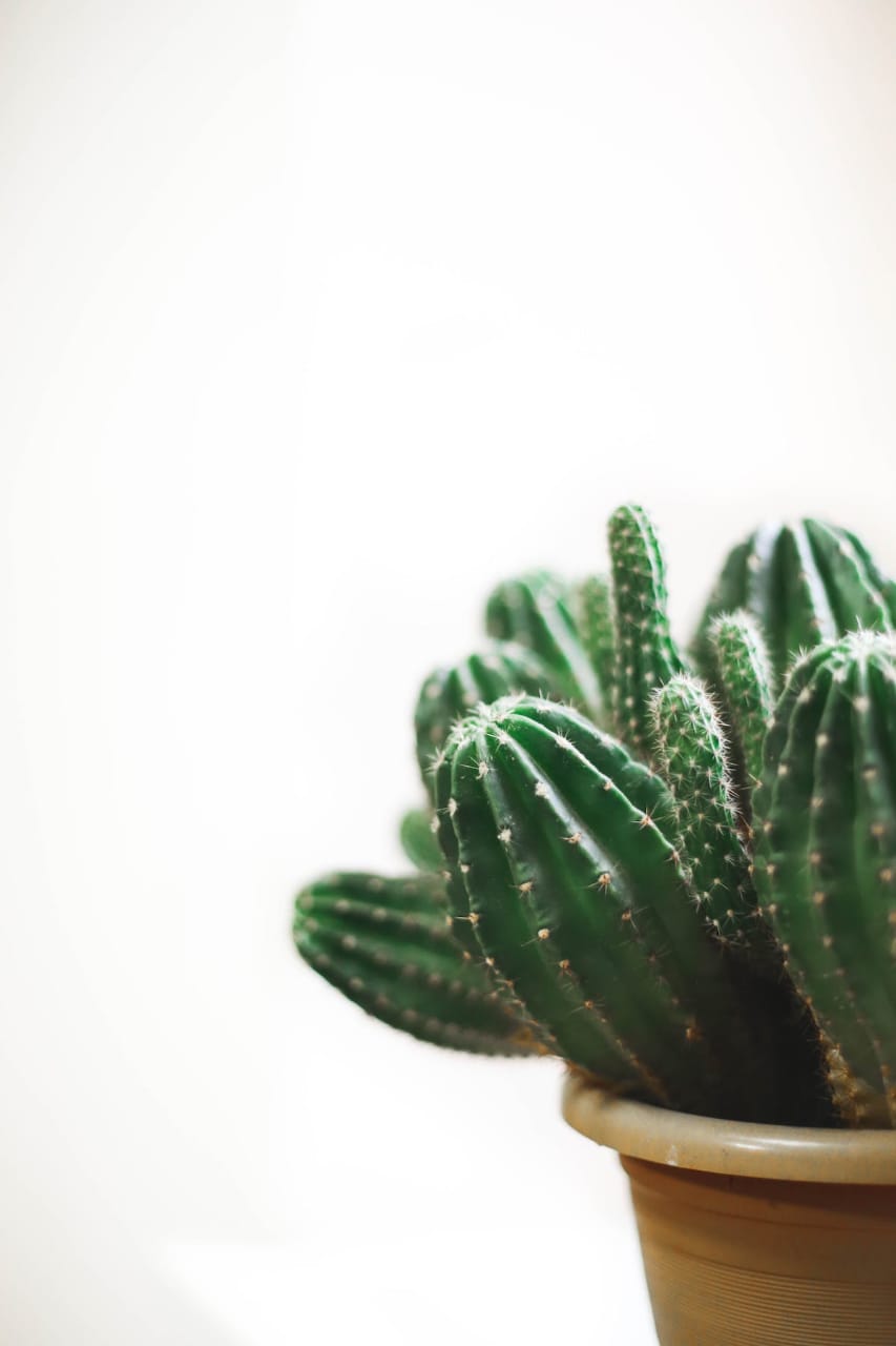 Plant representing hope and growth