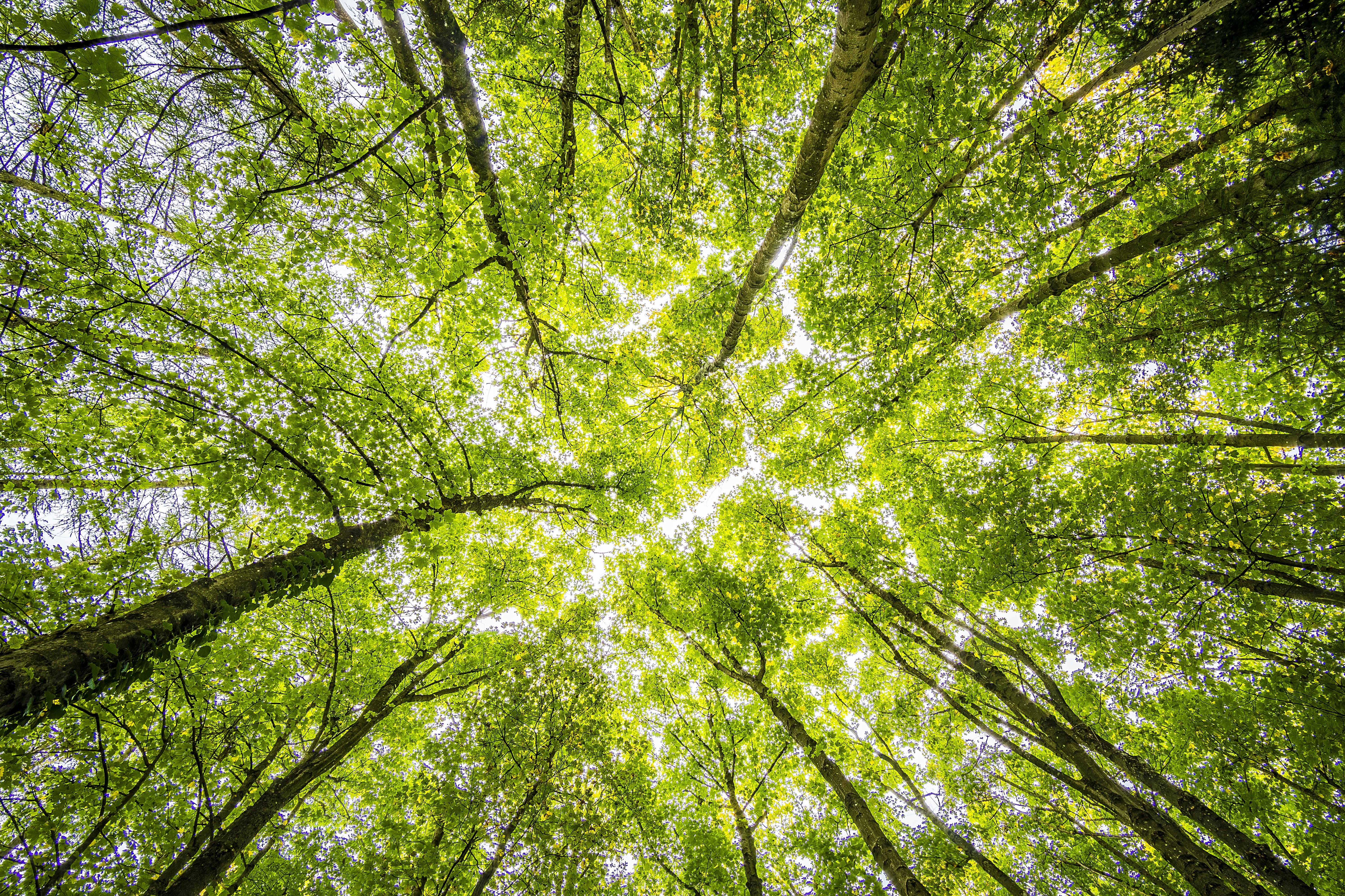 Sunlight through a green forest
